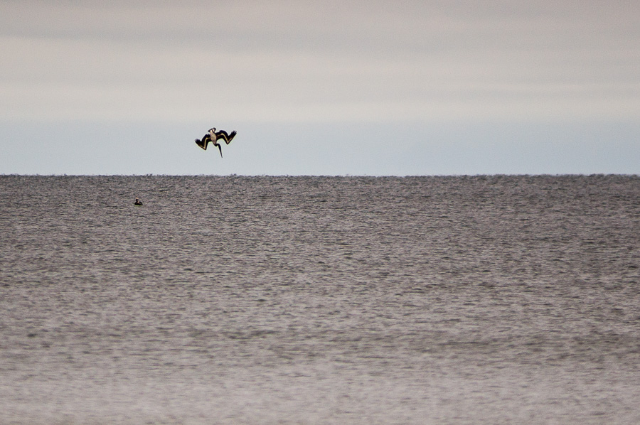 Diving Pelican