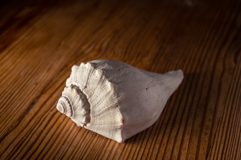 A whelk shell