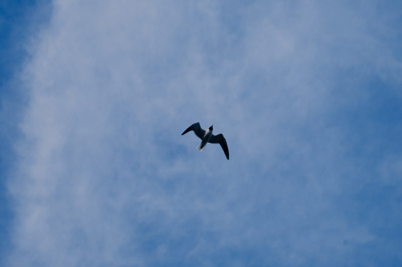 A bird flying directly overhead with a thin cloud covered blue sky as a background.